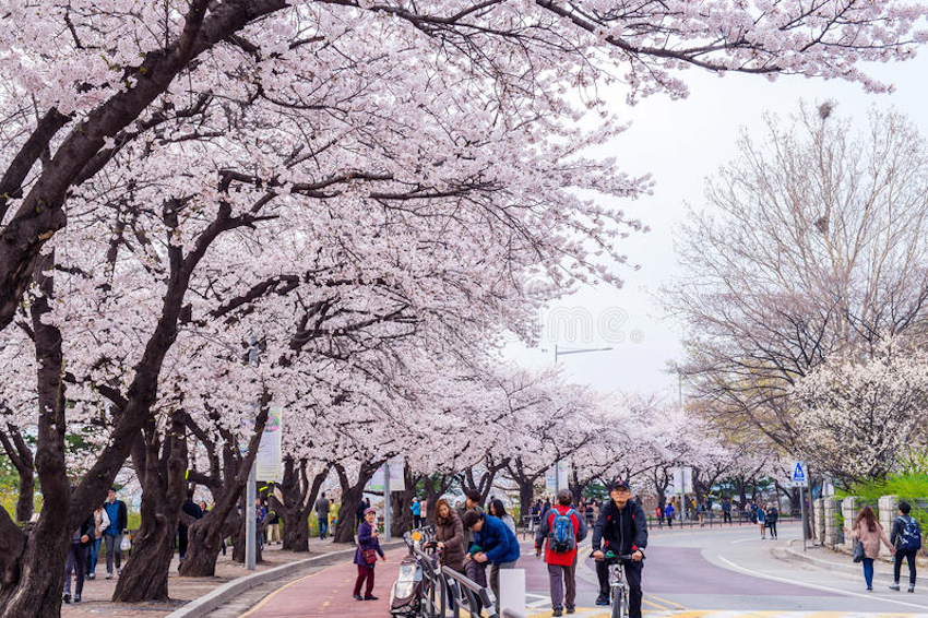 Hàn Quốc vào mùa xuân